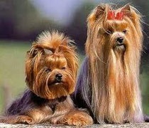 Yorkshire Terrier