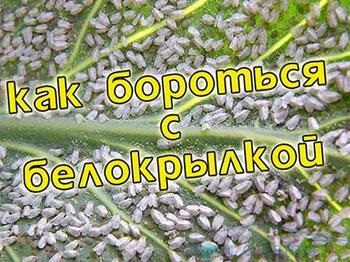 Як боротися з білокрилка - відповіді і поради на твої питання