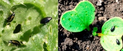 Cum să se ocupe de puricii de pământ - secretele grădinarilor