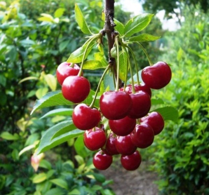 Cum se obține cireșele de fructe, sezonul de vară