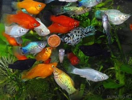 Meddig nem takarmány akváriumi halak