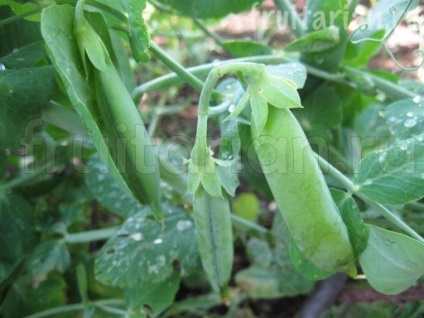 Ce legume sunt delicioase pentru a mânca prime