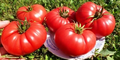 Які помідори краще садити в теплиці для отримання рясного врожаю
