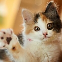 Hogyan takarmány kiscica étel jobb - szól macskák és macskák szeretettel