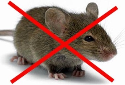 Як позбутися мишей в будинку або квартирі все ефективні методи