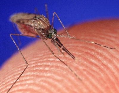Cum să scapi de mușcăturile de țânțari