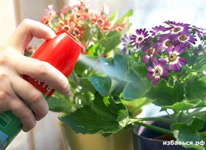 Cum să scapi de dăunători de plante de interior