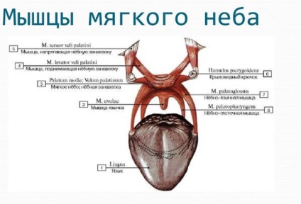 Як позбавитися від хропіння уві сні вночі