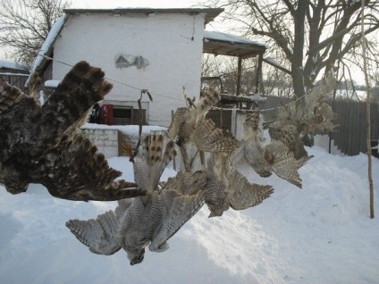 Cum să prindă un șoim - un ucigaș goshawk-goshawk cum să îl prindă