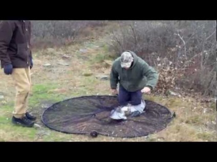 Cum să prindă un șoim - un ucigaș goshawk-goshawk cum să îl prindă