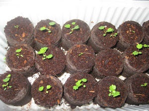 Cum poți să crești căpșuni din semințe în comprimate de turbă acasă