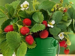 Cum poți să crești căpșuni din semințe în comprimate de turbă acasă