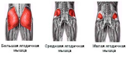 Як накачати сідниці 5 правил міцних сідниць, здорове тіло