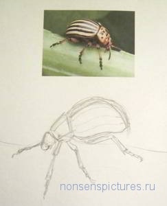 Як намалювати колорадського жука, блог художника-графіка Новікової марини мала книга нісенітниці