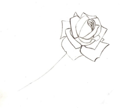 Cum de a desena un trandafir pas cu pas - 4 scheme pas cu pas pentru desenarea trandafirilor