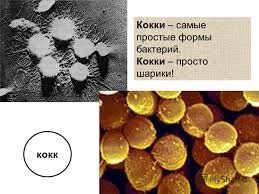 Як називаються округлі бактерії, округлої форми - коки