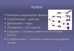 Як називаються округлі бактерії, округлої форми - коки