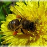 Як визначити якість меду