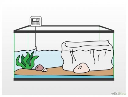 Як почистити акваріум водоплавної черепахи