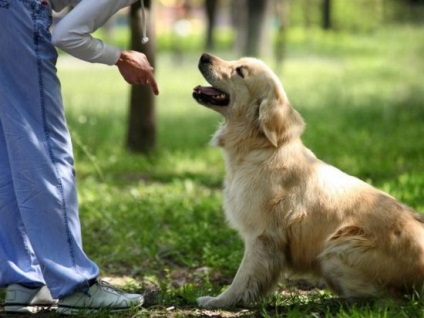 Cum să pregătești în mod corespunzător un câine