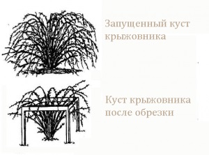 Як правильно обрізати агрус восени схеми і фото