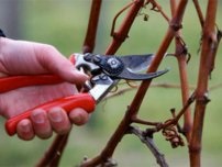 Як правильно посадити саджанець винограду, садівник (садиба)