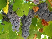 Як правильно посадити саджанець винограду, садівник (садиба)