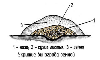 Як правильно вкривати виноград на зиму способи, терміни, технологія, фото, відео