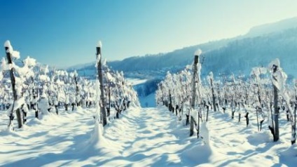 Як правильно вкривати виноград на зиму способи, терміни, технологія, фото, відео