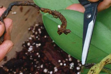 Cum să aibă grijă în mod corespunzător pentru o orhidee dacă rădăcinile rădăcinilor și ale aerului uscat ale unei orhidee