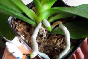 Cum să aibă grijă în mod corespunzător pentru o orhidee dacă rădăcinile rădăcinilor și ale aerului uscat ale unei orhidee