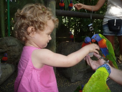 Hogyan megszelídíteni egy papagáj