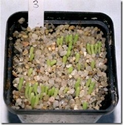 Cum să germineze suculentele din semințe, lauri