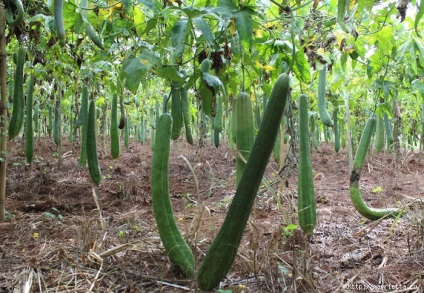 Cum sa cresti o loofa (luffa)