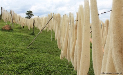 Cum sa cresti o loofa (luffa)