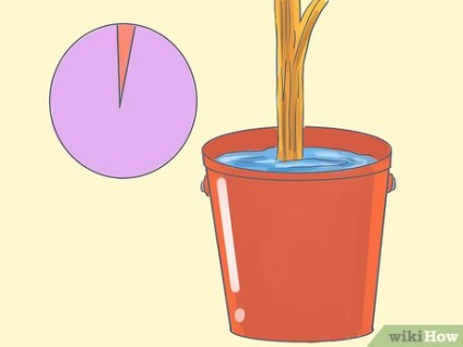 Cum să plantați copacii în recipiente