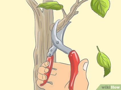 Як садити дерева в контейнери