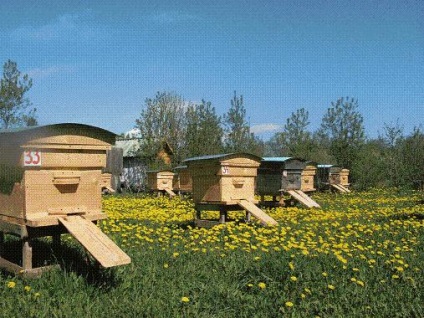 Hogyan védheti meg magát a lopás a méhészetben
