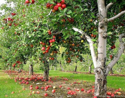 Як прискорити плодоношення фруктових дерев