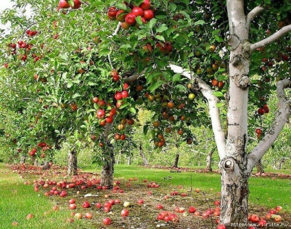 Cum de a accelera fructarea pomilor fructiferi