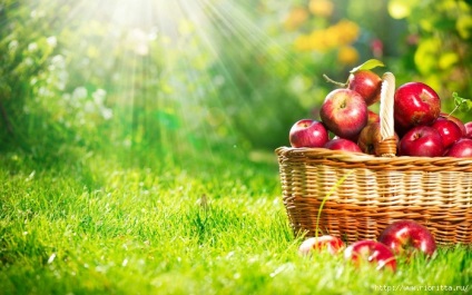 Cum de a accelera fructarea pomilor fructiferi