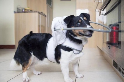 Hogyan törődik vak kutyák kisállat gondozás - cikkek állatok - dogsib - site az állatokról
