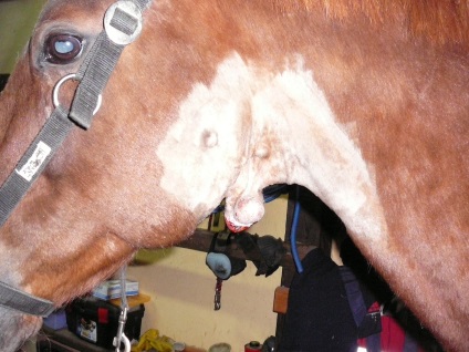 Cum să vindeci un cal în zece zile