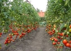 Cum să crească un copac de tomate într-o seră, să crească o grădină!