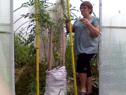 Як вирощувати томатне дерево в теплиці, вирости сад!