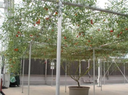Cum să crească un copac de tomate într-o seră, să crească o grădină!