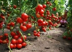 Cum să crească un copac de tomate într-o seră, să crească o grădină!