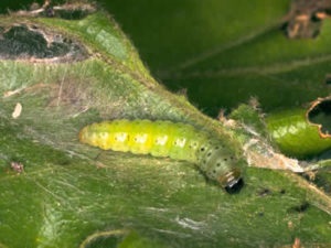 Cum de a creste caisul de la un os va caise de fructe crescut de la un os, reproducere