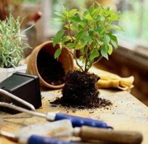 Cum de a creste caisul de la un os va caise de fructe crescut de la un os, reproducere