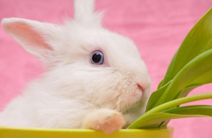 Cum să crești un iepure la domiciliu - păstrarea și reproducerea iepurilor acasă - altă casă